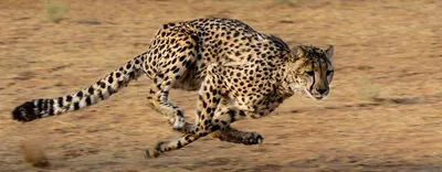 Gepard im Okavango Delta ist Foto des Monats