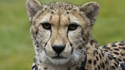 File:Gepard-Serengeti.jpg - Wikipedia