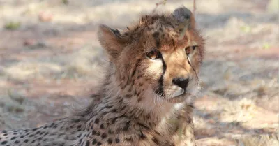 Gepard Läuft Auf Sand, Vorderansicht. Ai Generierte Abbildung. Lizenzfreie  Fotos, Bilder und Stock Fotografie. Image 202469990.