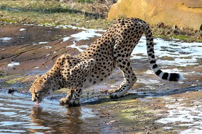 Gepard Tier Katze - ein lizenzfreies Stock Foto von Photocase