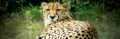 Gepard • Pro Wildlife