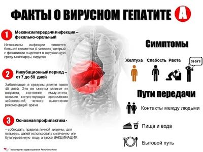 Гепатит от А до С | ГБУЗ \"ЧОЦОЗ МП\"