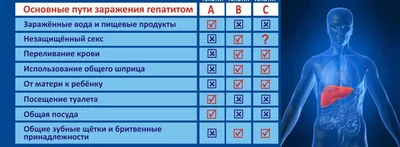 Памятка по профилактике вирусного гепатита А — ФГБУЗ МСЧ №59 ФМБА России