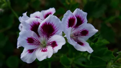 Герань гибридная Дилис/Geranium Dylis - купить саженцы в Минске и Беларуси