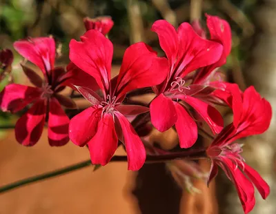 Пеларгония плющелистная (Герань) (Pelargonium peltatum) в кашпо — Рассада  цветов и овощей.