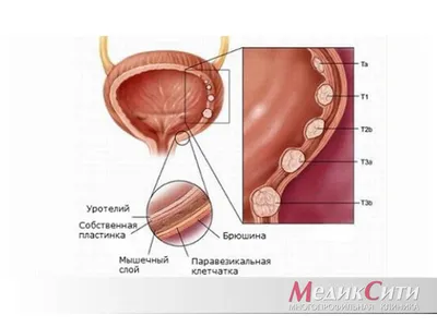 Герпес — симптомы и лечение | Блог Daily Medical