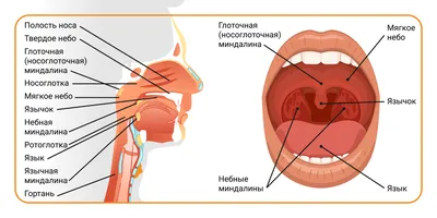 Чем лечить ангину, температура и боль в горле: причины, лечение при боли в  горле при глотании | Фарингазон