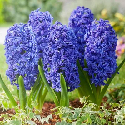 Гиацинт (Hyacinthus) — описание, выращивание, фото | на LePlants.ru