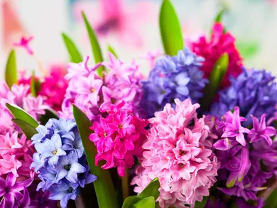 Гиацинт 1 Луковица (Hyacinthus)