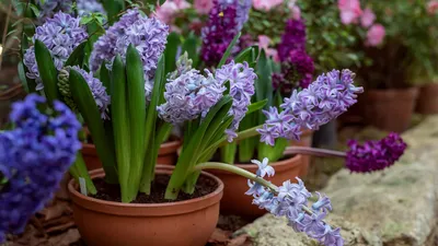 Гиацинт Marie - Гиацинт - GardenPlants