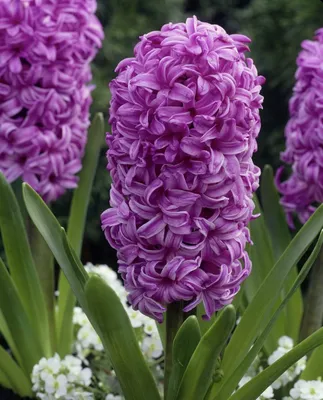 Гиацинт Пёрпл Сенсейшн (Hyacinthus Purple Sensation) - Луковицы гиацинтов -  купить недорого гиацинты в Москве в интернет-магазине Сад вашей мечты