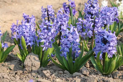 Гиацинт Блю Пёрл (Hyacinthus Blue Pearl) - Луковицы гиацинтов - купить  недорого гиацинты в Москве в интернет-магазине Сад вашей мечты