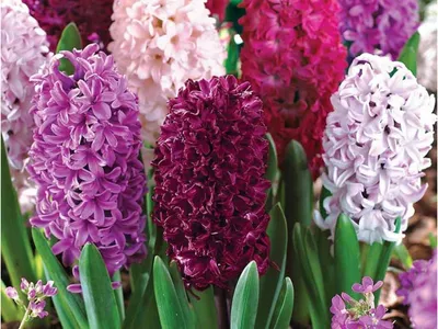 Гиацинт Мультифлора Блю (Hyacinthus Multiflora Blue) - Луковицы гиацинтов -  купить недорого гиацинты в Москве в интернет-магазине Сад вашей мечты