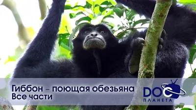 Серебристый Гиббон /Silvery Gibbon