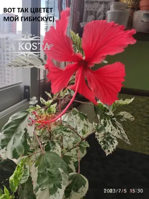 Гибискус (Hibiscus) 40 см - купить в Минске с доставкой, цена и фото в  интернет-магазине Cvetok.by