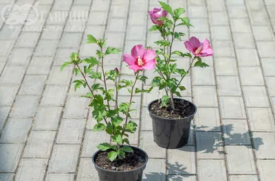 Hibiscus syriacus, Гибискус сирийский | landshaft.info