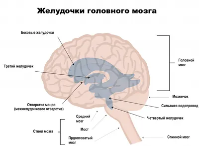 Гидроцефалия критической степени у детей (состояние проблемы и перспективы)  – тема научной статьи по клинической медицине читайте бесплатно текст  научно-исследовательской работы в электронной библиотеке КиберЛенинка