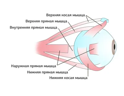 Гимнастика для глаз | Блокнот Херсона