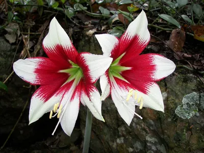 Hippeastrum Barbados superb red petals white throat