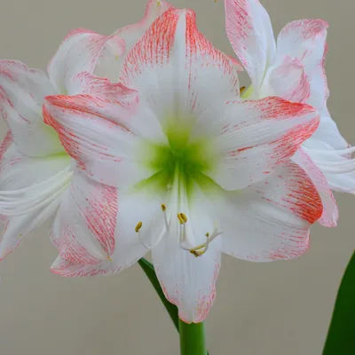 Hippeastrum 'Splash'®