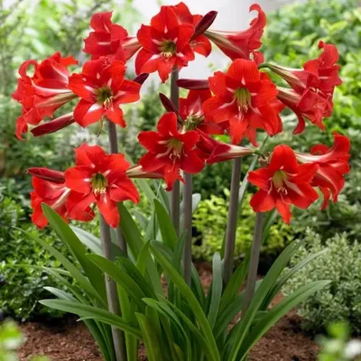 Buy Hippeastrum CHARISMA flower bulbs online | Green Garden Flower bulbs