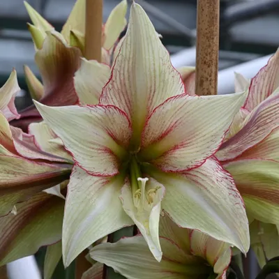 Hippeastrum argentinum | Plantas jardin, Flores, Plantas