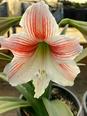 Hippeastrum: how to care for and keep them flowering - Gardens Illustrated