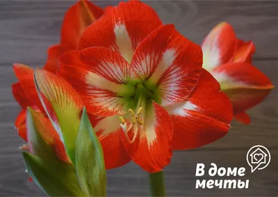 Hippeastrum 'Gervase' | Large flowering Amaryllis | Flickr