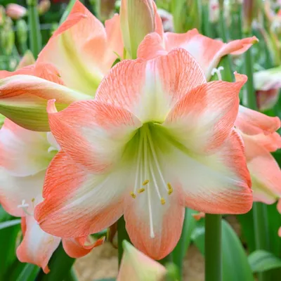 Hippeastrum 'Green Magic'®