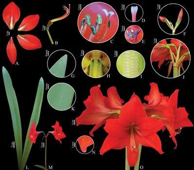 Hippeastrum glaucescens – Telos Rare Bulbs