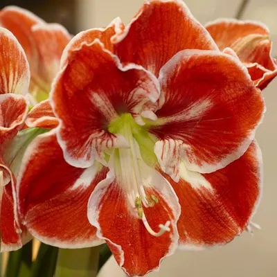 Ambiance - Hippeastrum - Tulips With A Difference