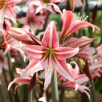 Amaryllis hippeastrum hybrid hi-res stock photography and images - Alamy