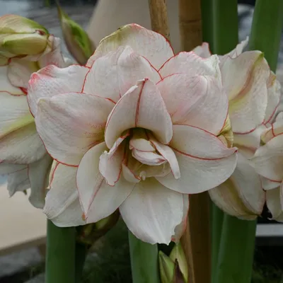 Amaryllis Hippeastrum Barbados | Green Garden Flower bulbs