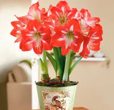 Amaryllis (Hippeastrum) Red th - Plants from Leafy Tiger UK