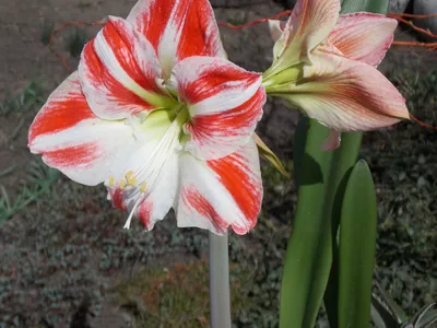 Hippeastrum 'Shine Dream'®