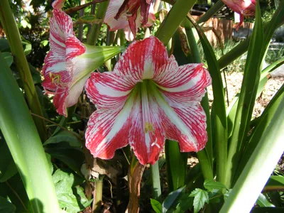 HIPPEASTRUM 'VERA'' FLOWER ALSO KNOWN AS FIRE LILY Stock Photo - Alamy