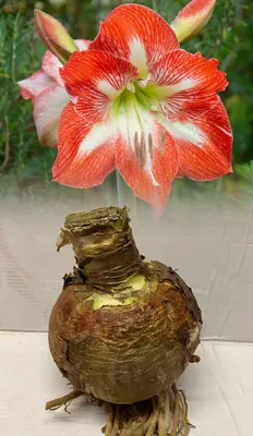 Hippeastrum flower stock image. Image of closeup, amarillis - 40275779