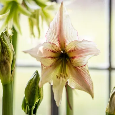 Hippeastrum 'Sweet Lilian' ®