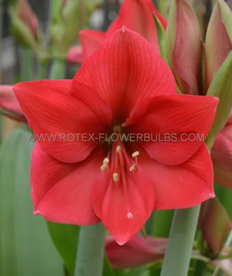 Amaryllis 'Apple Blossom', Hippeastrum 'Apple Blossom' rosa - Seebauer