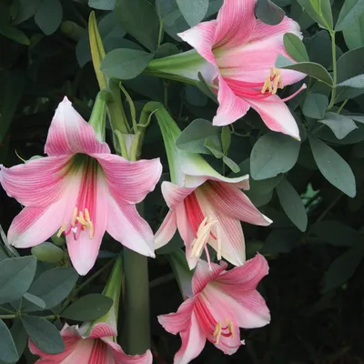 Hippeastrum 'Elvas'