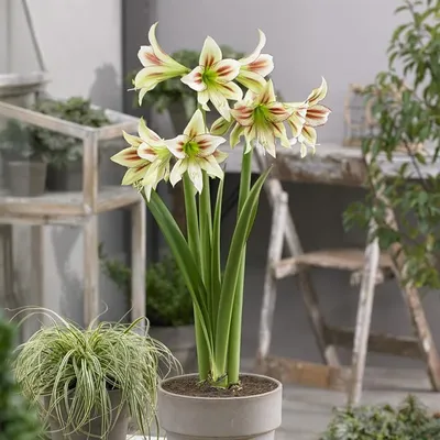 Hippeastrum Herb. | Plants of the World Online | Kew Science