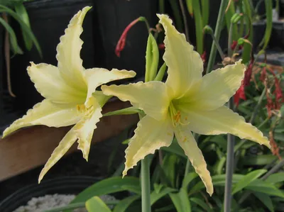 Amaryllis (Hippeastrum) Pink delivery from Aug. 15th - Plants from Leafy  Tiger UK