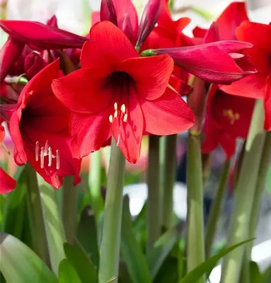 Hippeastrum - Give your garden a wow factor!