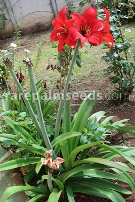 Amaryllis gewachst in Socken - Hippeastrum Hybride gewachst in Socken  günstig kaufen