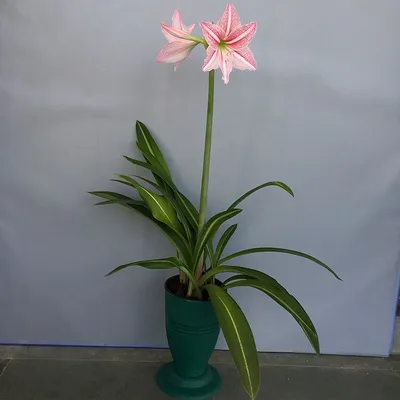 Indoor Amaryllis Hippeastrum - Star of Holland