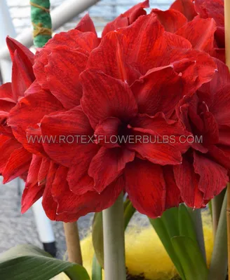 2 Colours of Hippeastrum Bulbs | Amaryllis Onion Outdoor Planting |  Amaryllis Bulbs are Perennial Flower Plants Hippeastrum Onions No.1.3 Bulbs  : Amazon.de: Garden