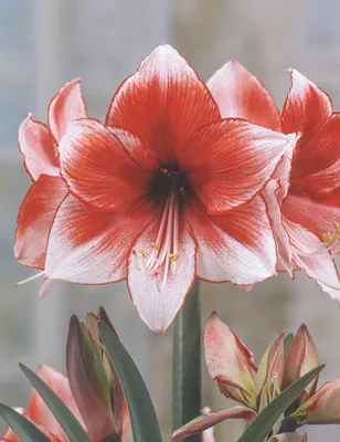 Hippeastrum - Wikipedia