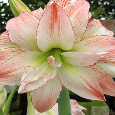 Buy Hippeastrum Cleopatra 24/26 affordable | Gardens4you.ie