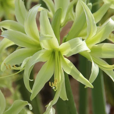 Bloom Hippeastrum Amarillis Green Spider Group 'Evergreen White Background  Isolated Stock Photo by ©olesia 646625264