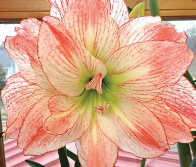 Silver Dream Amaryllis | Always Wholesale Pricing | Colorblends®